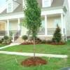 Cleveland Select Bradford Pear Tree