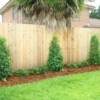 Savannah Holly Trees with Indian Hawthorn shrubs