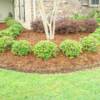 Indian Hawthorn -front
Loropetalum (burgandy shrubs)-back