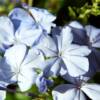 I also took this pic of some pretty periwinkle colored flowers at the Alligator Farm.